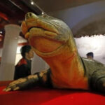 981首长健康工程广告一条广告露中共大秘密？中共高官依靠活摘器官续命 – 寿命将延长至150岁 （视频）高官花费占中国GDP30%