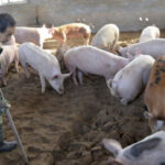 习近平把中国人当猪养：东三省全面生育，关内计划生育：中国人彻底怒了！