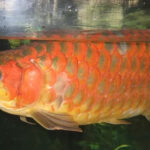 胸前挂活鱼！亚裔男子刚下飞机就被捕