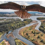 无人机半空巧遇猎鹰 意外捕捉令人惊叹的一幕