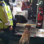 小狗狂奔2.5公里救了主人一命