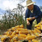 猪瘟效应扩大，中国玉米需求急降价格暴跌