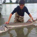 三峡大坝作孽，中国“淡水鱼之王”长江白鲟被宣布灭绝