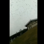 湖北天现异象乌鸦成群结队吃死尸，很可能要传播变种瘟疫 – 天朝真要完蛋了？！