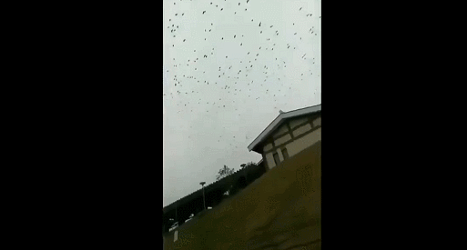 乌鸦成群结队传播瘟疫