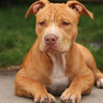 瑞典准备驱赶中共国大使桂从友