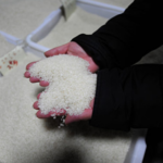 墨西哥黑帮开车给贫困者送粮, 中国黑帮趁国难大肆提高粮价，七天之内每吨价格竟然翻四倍