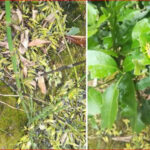 3D基因组学华裔创始人阮一骏隐瞒千人计划 被FBI调查