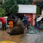 王小丫遭制裁！该女主持曾精神恍惚 遭习近平问候后一夜康复