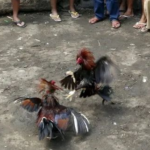 中共驻法大使卢沙野拒绝道歉 法国这次不依不饶