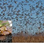 我大中国怕你一个厂家？粉虫出征英特尔