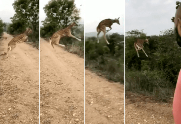 网友拍下&ldquo;会飞的鹿&rdquo; 它竟在空中漫步 全网看傻