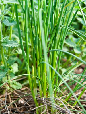 华人圈疯传：公园野菜不能采 已有人被连开3罚单