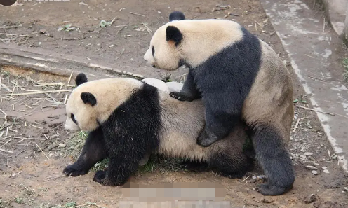 熊猫做爱