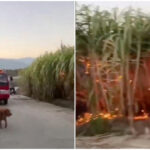 可反共不能反习！习近平成立捍卫党魁形象专案组